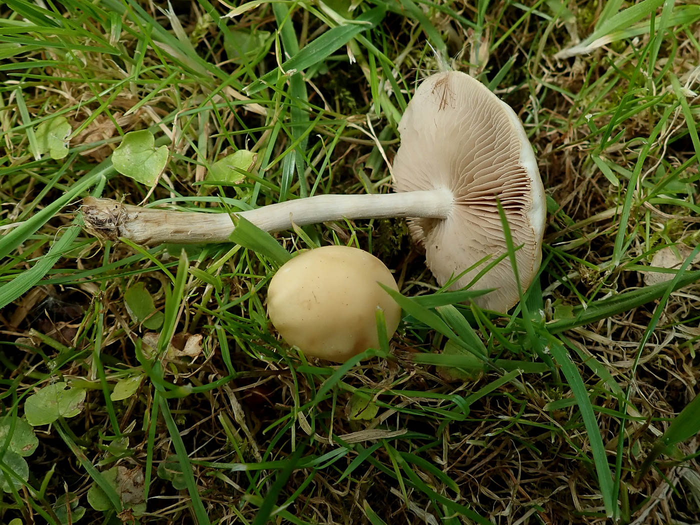 Photo by Penny Cullington Agrocybe praecox by Penny Cullington